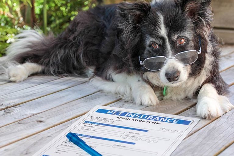 Bästa hundförsäkringen 2023 – jämför hundförsäkring bäst i test