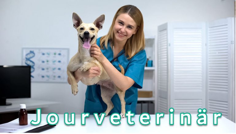 Jourveterinär för hundar och veterinär online