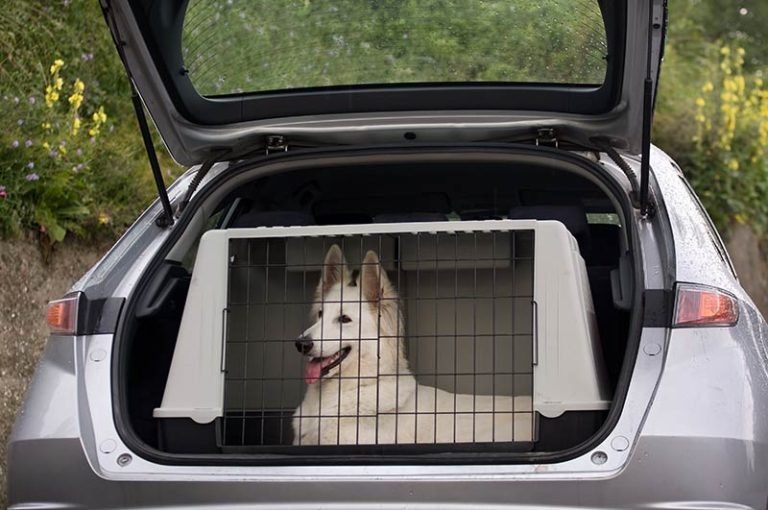 hundbur till bil bäst i test