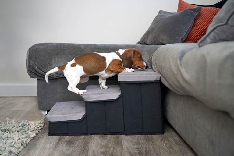 bästa hundtrappa